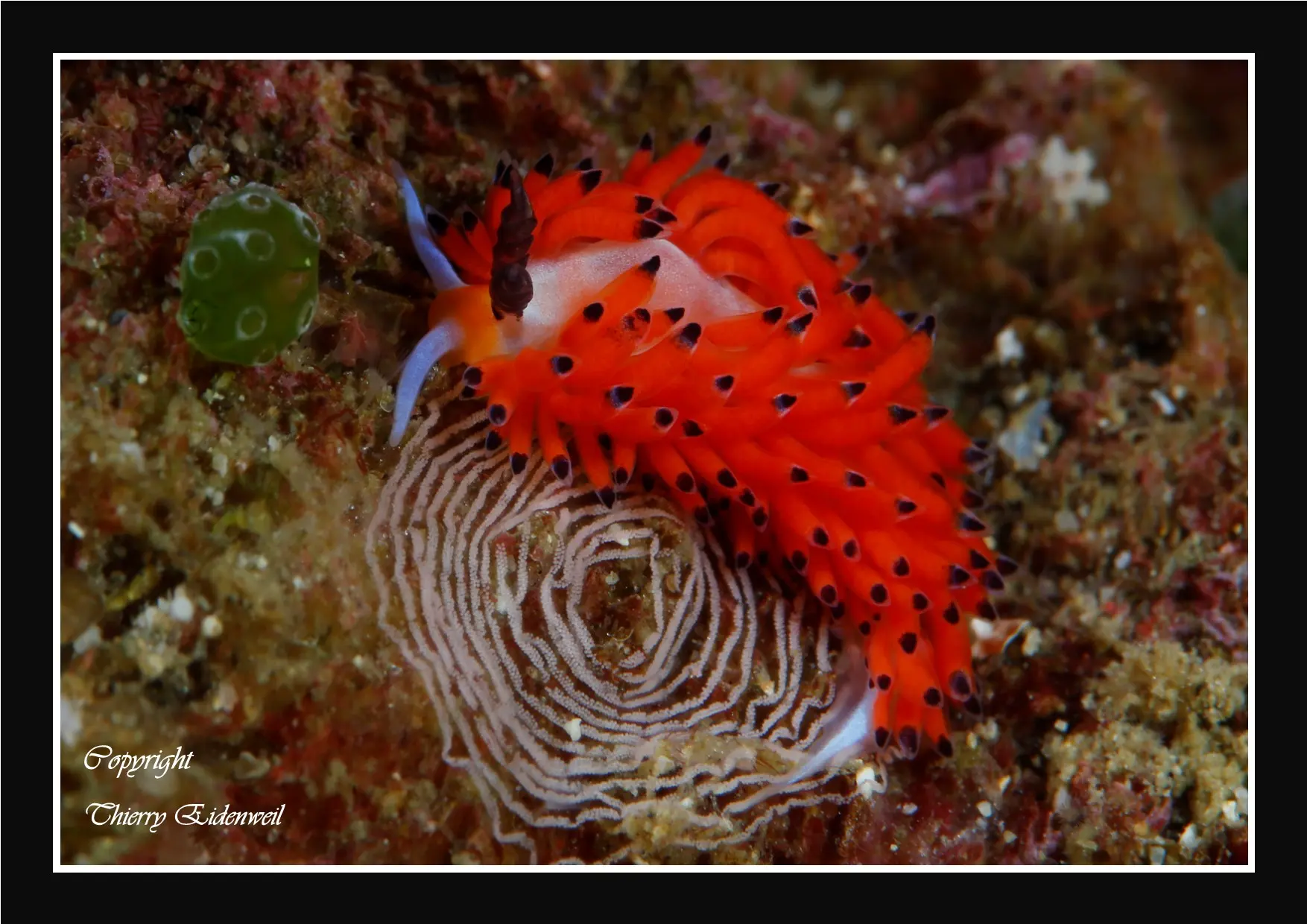 Anilao Macro Dive Media Highlight